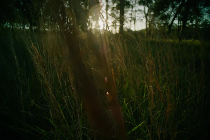 Tall grass catches soft light among trees at dusk