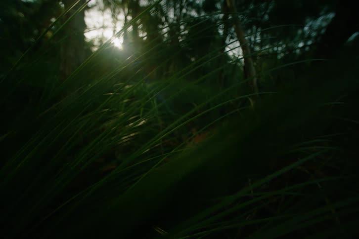 A close view captures bright sunlight filtering through tall green grass blades in a dark forest with visible lens flare