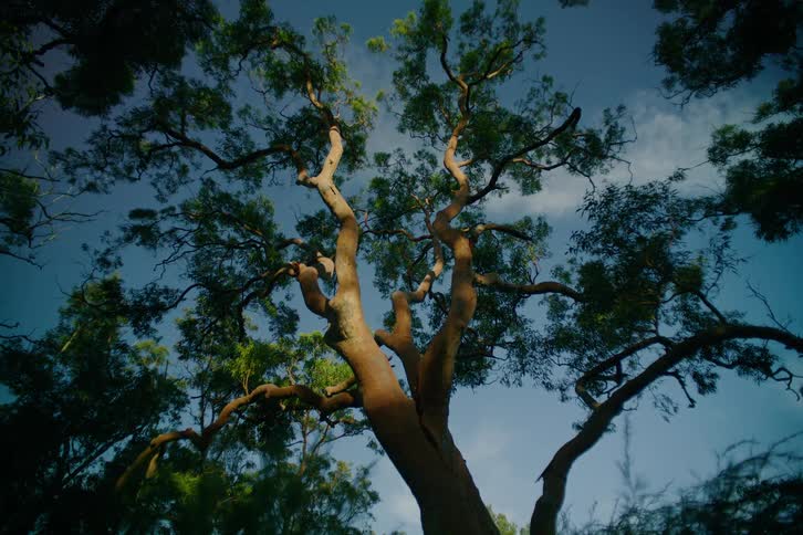 A large tree outdoors in a woodland area during daytime