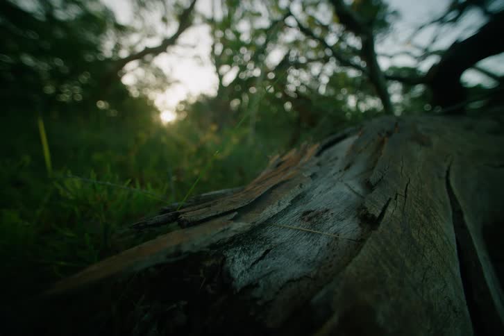 A forest filled with tall tree trunks and branching limbs their dense leaves forming a canopy that covers the sky and casts cool dappled shade from the midday sunlight