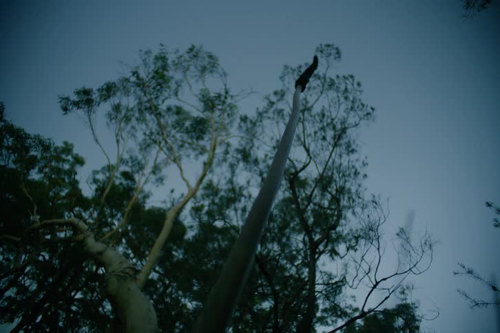 Trees against a dawn sky