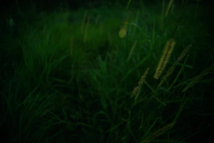 Wild plants softly lit in dark field with visible particles in the air