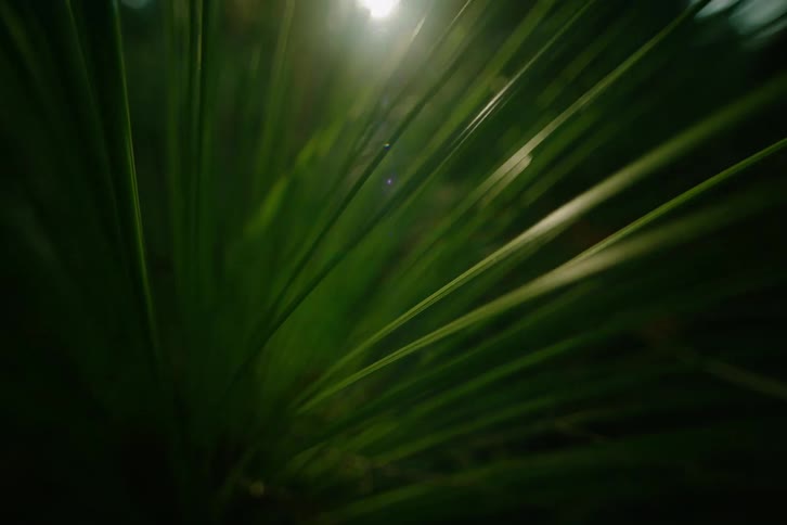 Elongated green leaves receive bright light with surrounding shadowed areas