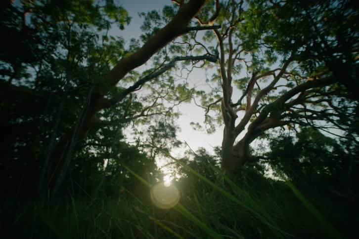 Sunlight passes through tree canopies with intertwined branches viewed from the ground