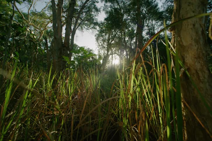 A low angle view through tall green and golden grass shows sunlight filtering through a dense forest of paperbark trees on a bright day