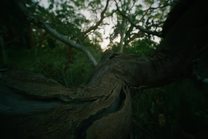 Twisted branch in focus with sunlight filtering through trees in the background