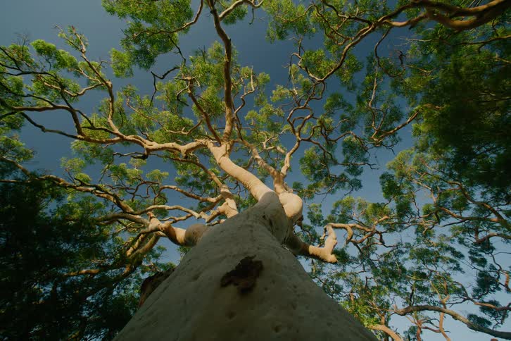A low angle view looking up the white trunk of a large tree with many twisting branches and green leaves against a clear blue sky