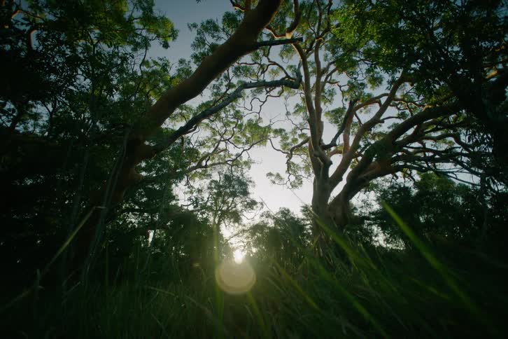 Trees and vegetation on a grove with the sun rising or setting on the background outdoors