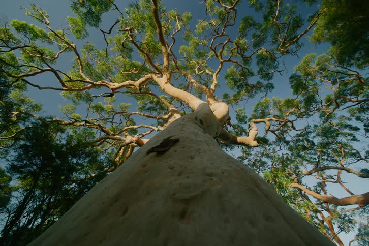 Tall tree with green leaves