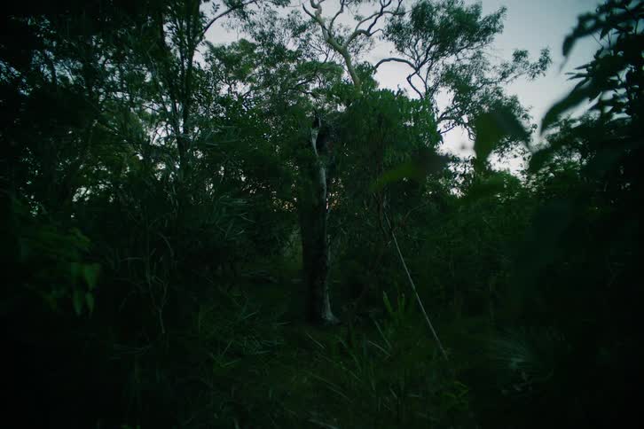 Light trunk standing out amid dense vegetation at nightfall