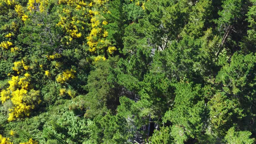 A silver car drives along a narrow paved road through a dense forest flanked by bright yellow flowering bushes on one side and tall green pine trees on the other