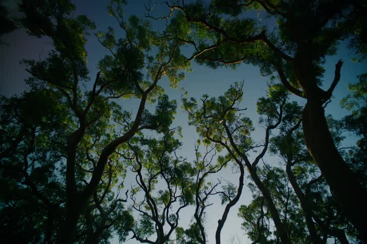 A view of some trees in a forest