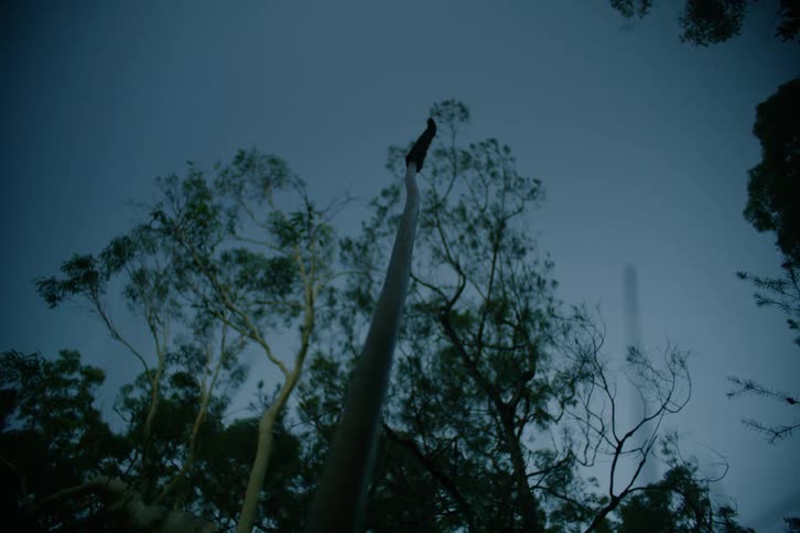 A forest with tall trees spreading their branches at night