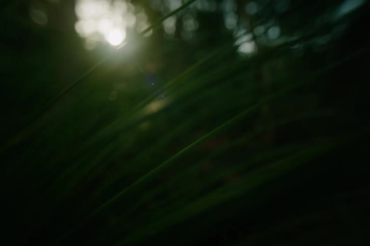Sunlight glints off thin green leaves in a dark forest as the morning sun shines through a thick canopy of trees