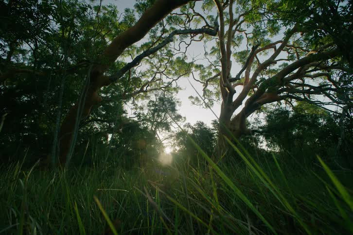 A view of a grassland area with a few trees