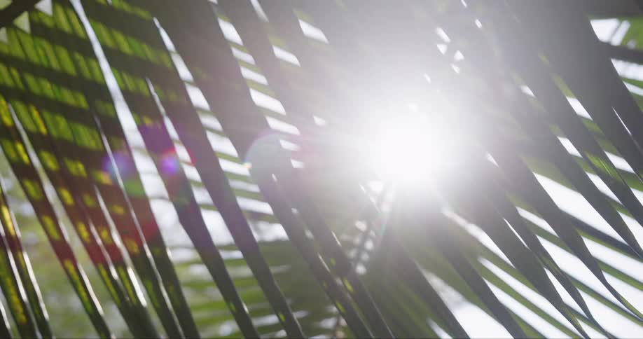 Bright sunlight shines directly through the thin narrow leaves of a large green palm frond creating a strong white lens flare and casting sharp shadows as the camera moves slightly through the tropical foliage