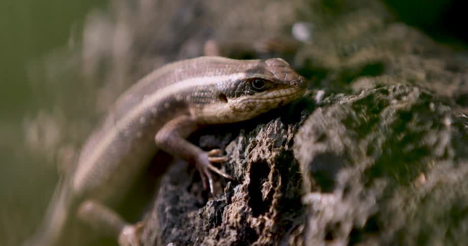 A brown skink rests on a textured tree trunk in soft sunlight before quickly scurrying out of the frame