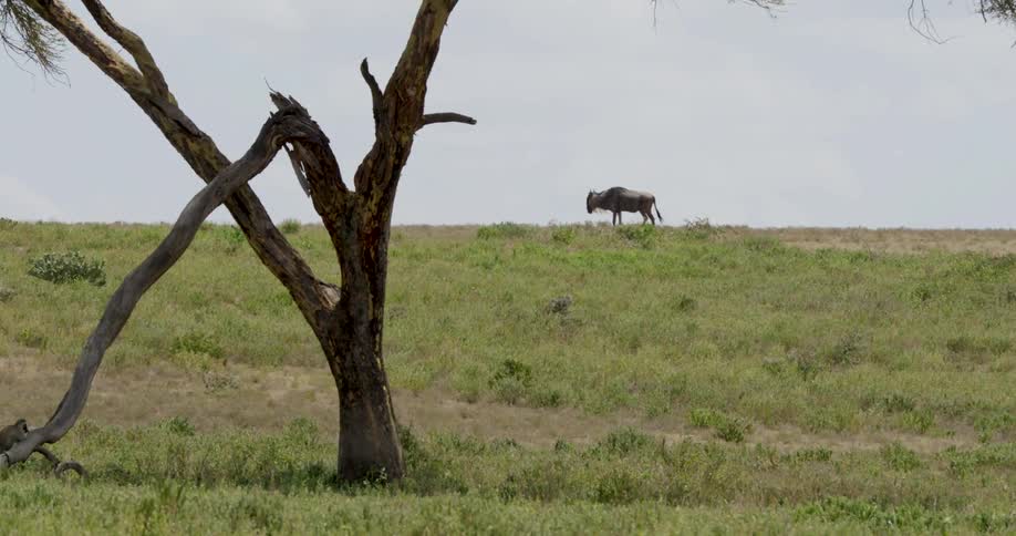 Wildebeest walks in background as twisted tree dominates savanna landscape