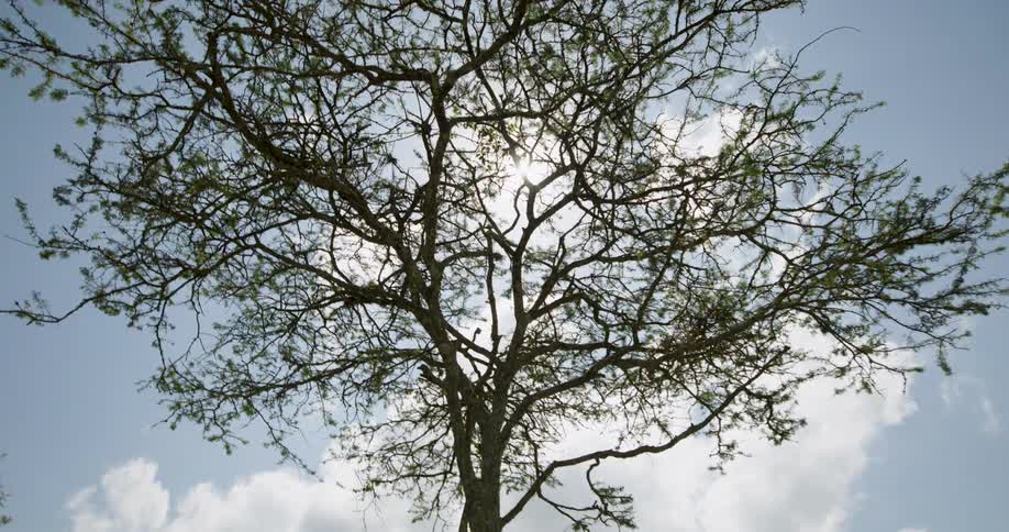 Sun on the sky seen through the branches of a tree outdoors during day time