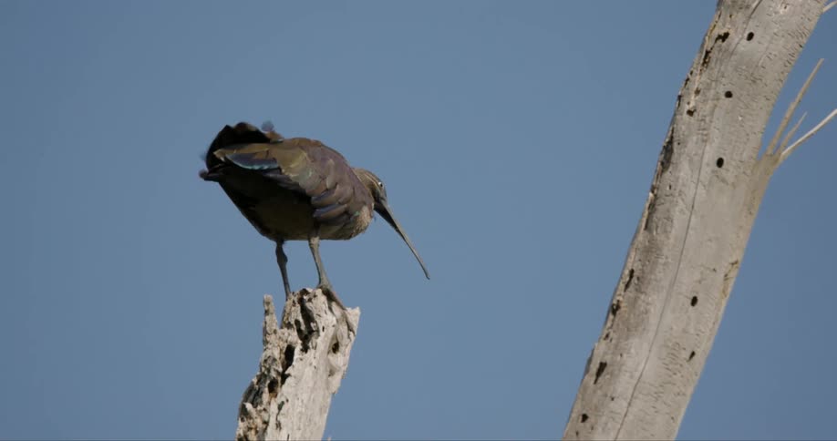 A long beaked bird perches on a bare tree stump under a clear blue sky