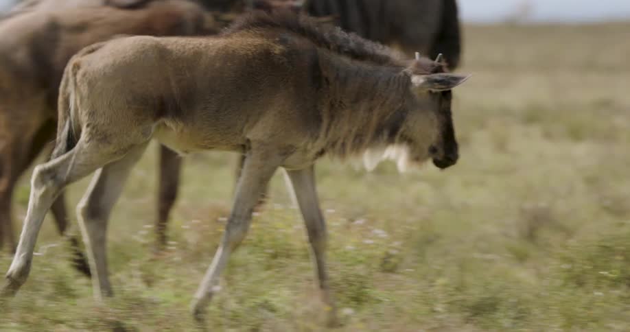 A young wildebeest walks across a grassy plain alongside other members of its herd the animal moves from left to right through low vegetation under bright natural daylight