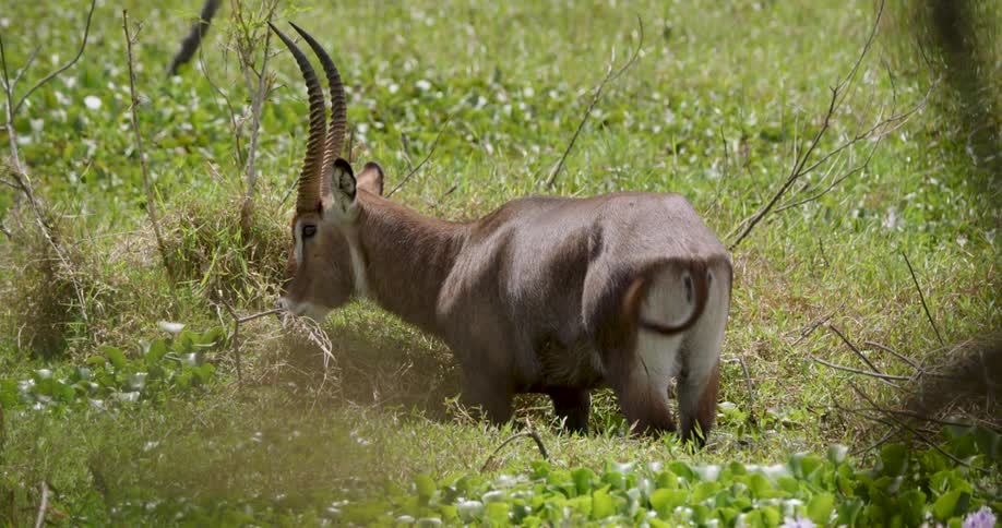 A brown waterbuck with long curved horns stands in a grassy field with patches of green vegetation it flickers its tail and remains still while grazing in the bright sunlight