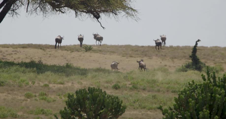 A wide view shows a herd of wildebeests standing on a grassy ridge and running across the savanna under a hazy sky