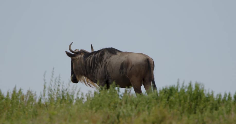 A wildebeest outdoors on a sunny day