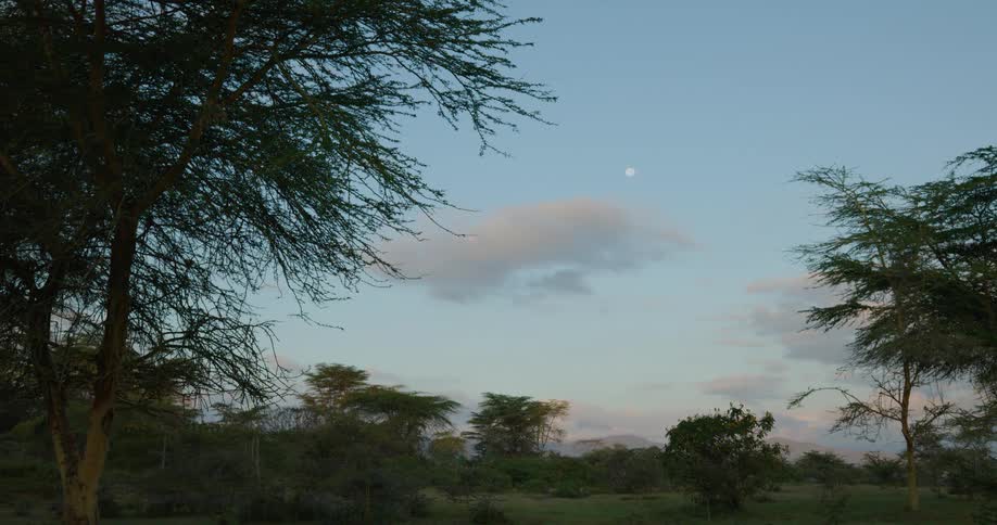 A vast peaceful savannah with scattered acacia trees under a bright clear sky