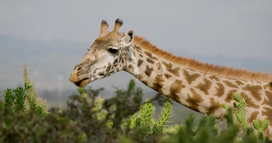 A giraffe eating in the wild at midday