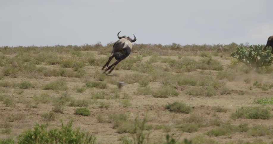 Some wildebeest charging outdoors