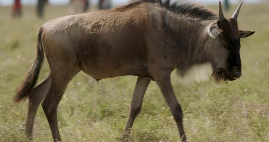 An wildebeest walks steadily across a grassy savanna in a profile shot while other members of the herd follow closely behind it under the bright daylight of the open plains