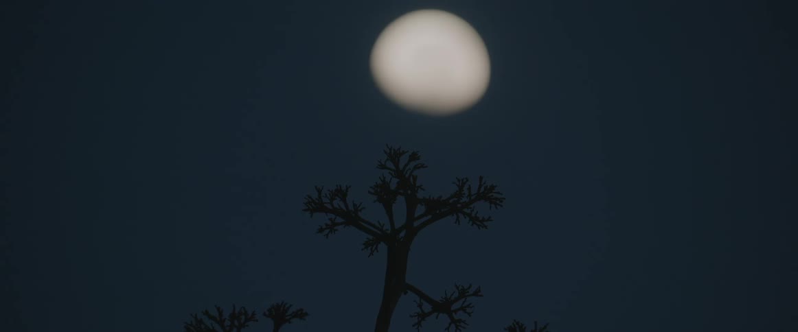 A dark silhouette of a tree branch stands in sharp contrast against a deep blue evening sky high above the branches a large softedged celestial body glows with a hazy white light