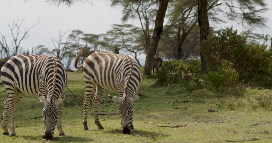 Zebras graze side by side in savanna with sparse trees