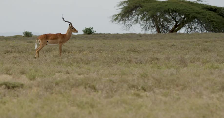 Antelope standing on a flat area of land and two people walking by next to it outdoors during day time
