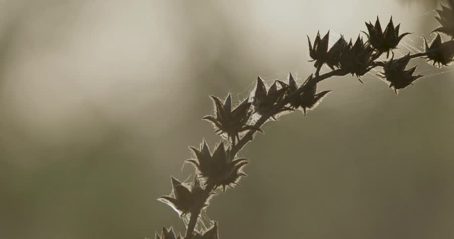 Closeup of flowers with webs