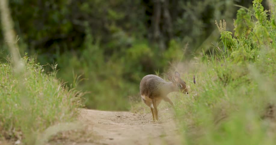 Dik-dik on a trail surrounded by vegetation