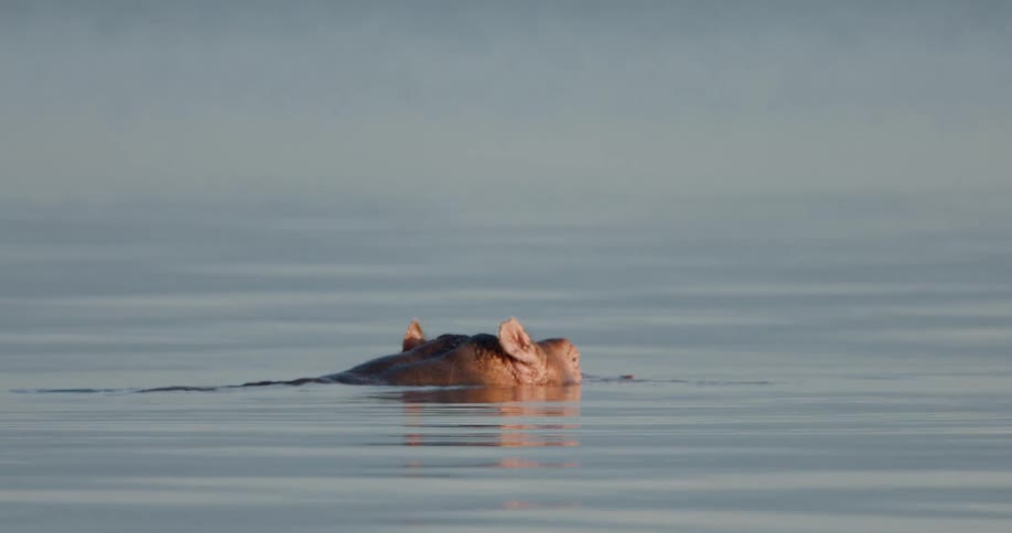 A hippopotamus partially submerged in calm water wiggles its ears and looks toward the camera the hippo eventually sinks beneath the surface leaving only ripples on the mirrorlike water