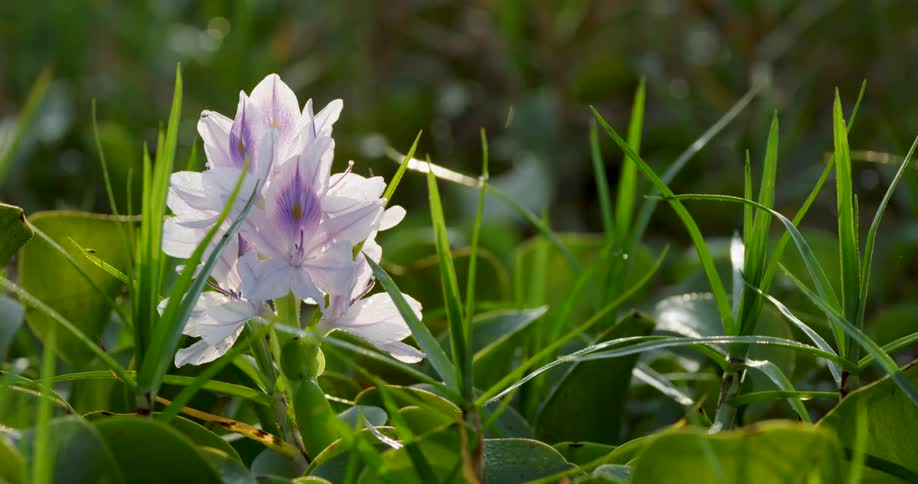 A small flower plant grows among tall grasses at midday