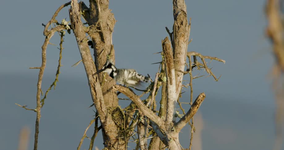A pied kingfisher perched on a dead thorny branch carefully preens its black and white feathersthe bird pauses its grooming to look around briefly ruffling its crest against the soft blue background