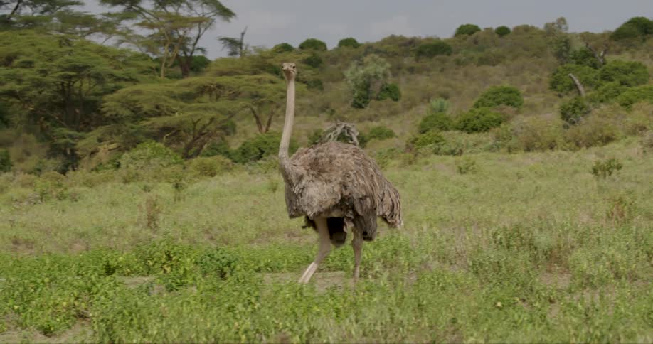 An ostrich walks across a sunlit grassy field with hills and shrubs in the background