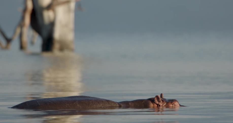 The hippo is floating in the water