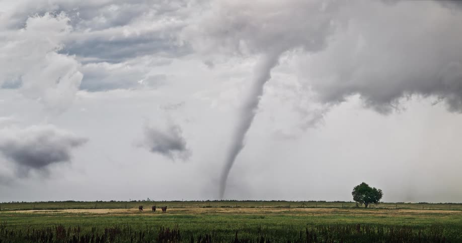 A slender tornado descends from a dark turbulent sky onto a flat green pasture where a few cattle graze near a lone tree under heavy storm clouds