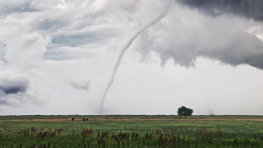 Clouds move over a rural field with a tornado touching down as cattle graze in the field