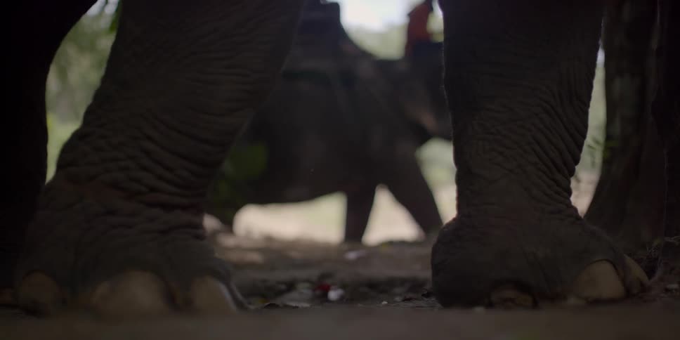 One elephant stands while another walks with people sitting on its back