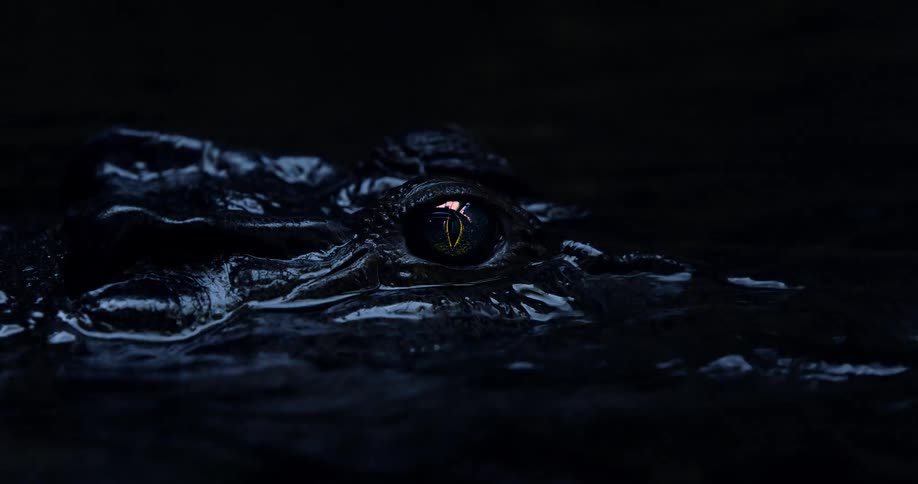 An alligator remains mostly submerged in dark water at night showing only the top of its head while its vertical pupil reflects a sliver of light and its nictitating membrane blinks over the eye