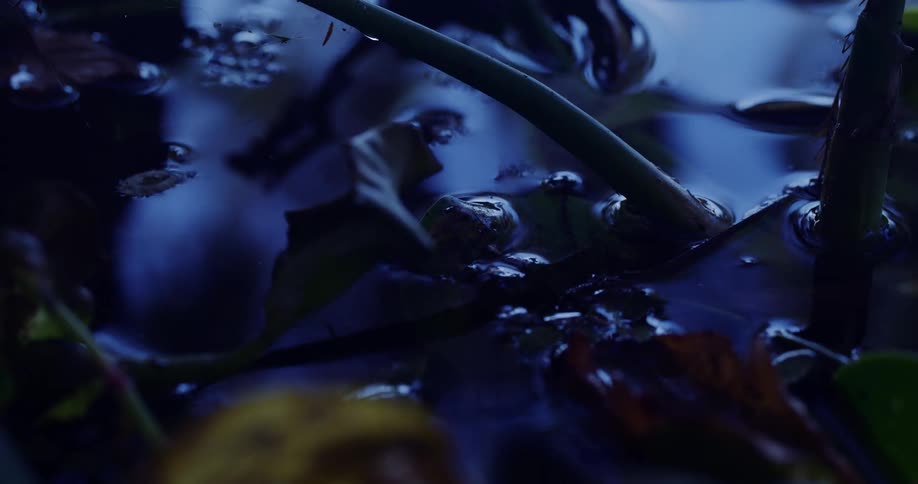 The plant is submerged in water