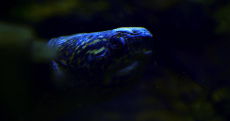 Blue snake head with scaled pattern illuminated in a dark environment