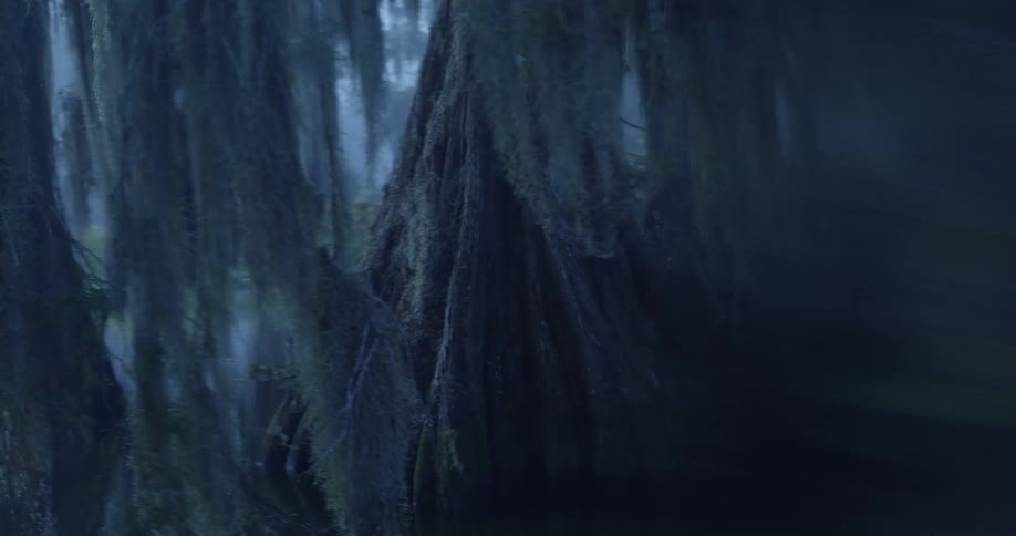 Forest in a swamp with a lake