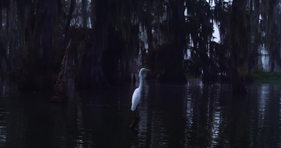 White egret rests on submerged branch among misty cypress trees